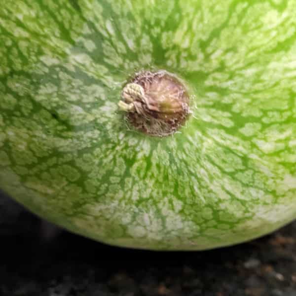 Brown Stem Spot for How to Pick a Good Watermelon Chart