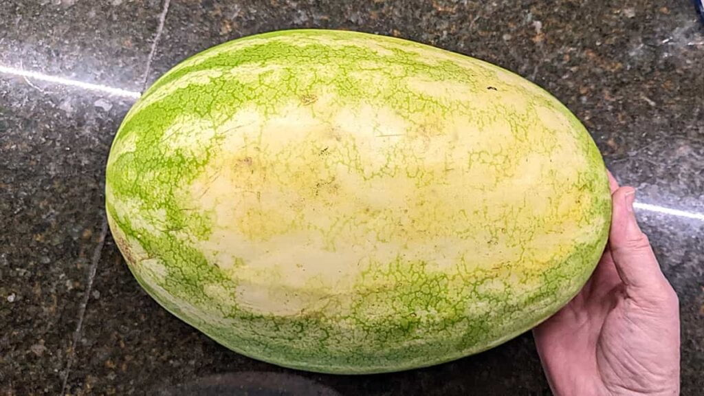 creamy color of field spot for choosing a good watermelon