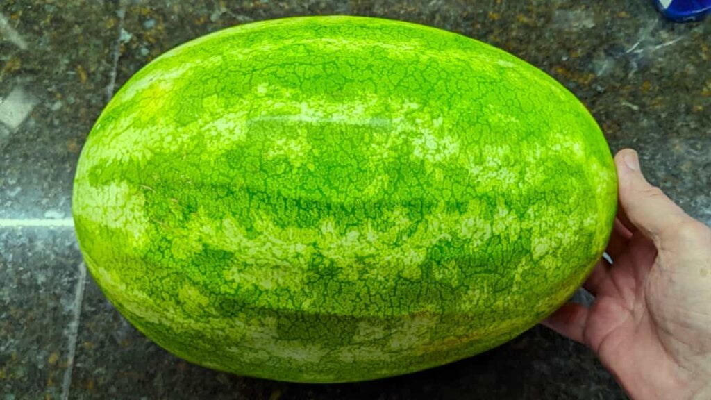 darker green watermelon stripes for better choice of a good watermelon