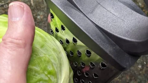 immediate shredding of cleaned cabbage on tower shredder