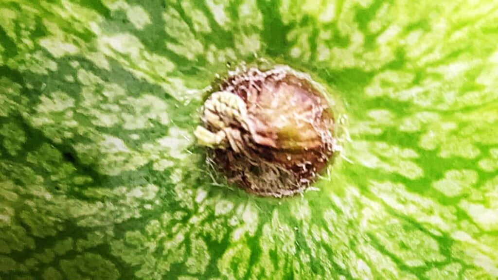 stem base spot is brown for a fully ripened good watermelon